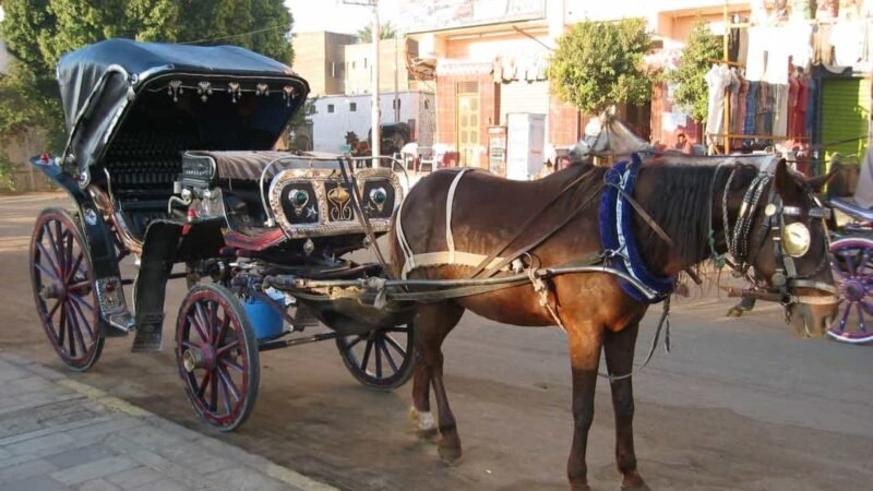 Aswan City Tour in Horse Carriage x