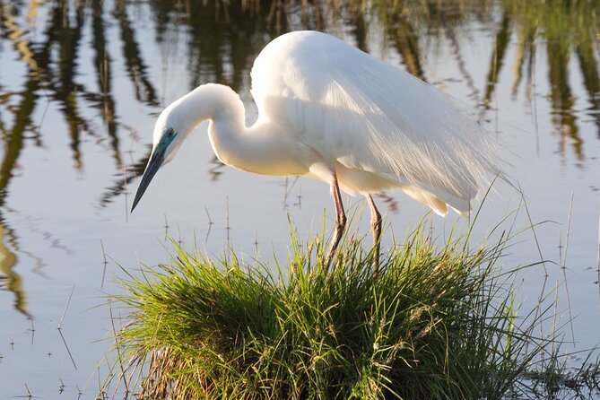 Bird Watching Tour in Aswan