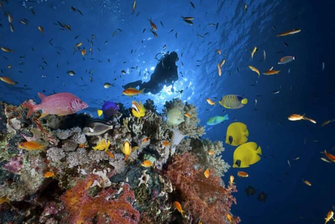 Scuba diving Sharm El Sheikh x