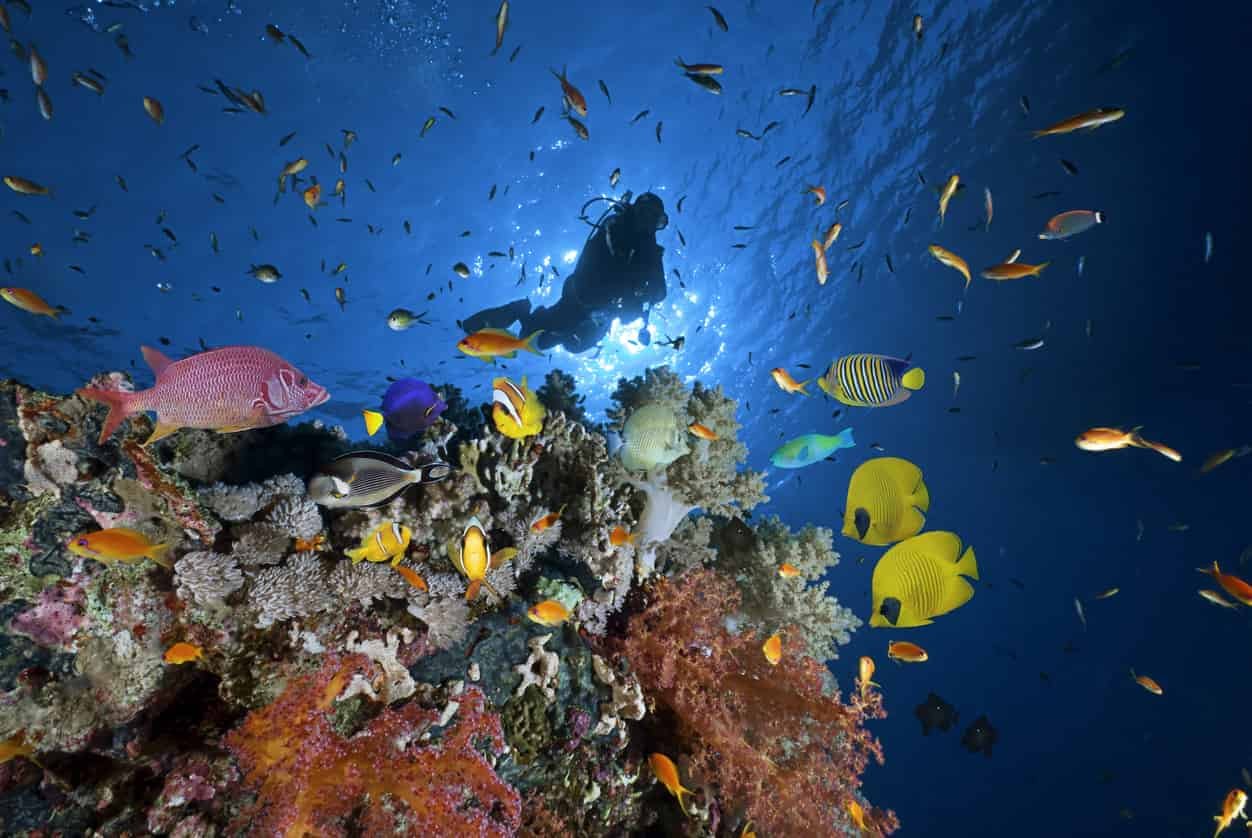 Scuba diving Sharm El Sheikh