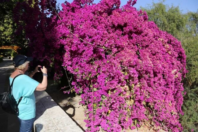 aswan The Botanic Gardens and Botanical Museum x