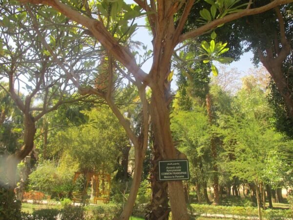 aswan The Botanic Gardens and Botanical Museum x