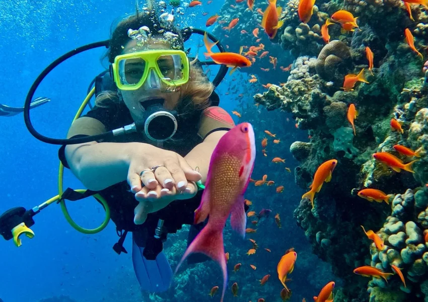 Diving Experience in the Red Sea
